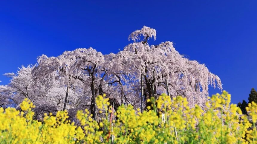 2026年春に見たい日本五大桜（三大桜）】世紀を越えて手入れされてきた