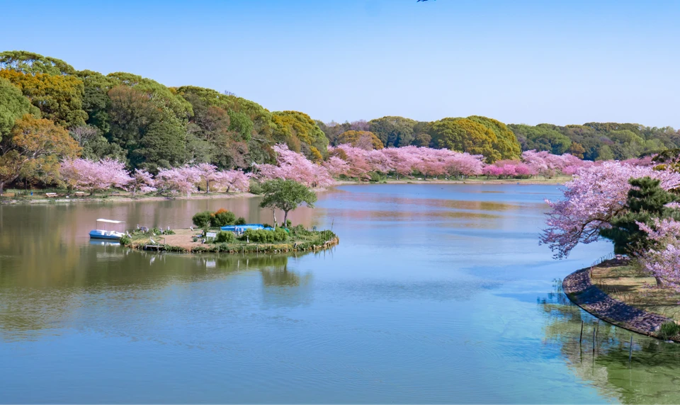 明石公園　桜　お花見