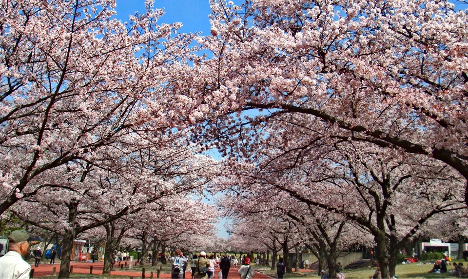 万博記念公園　お花見　桜
