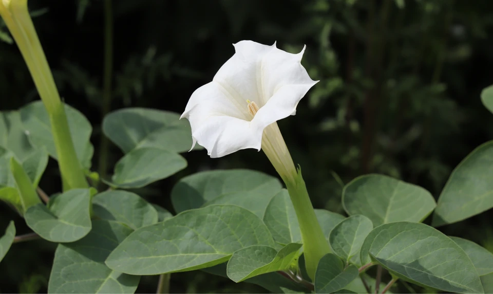 チョウセンアサガオ