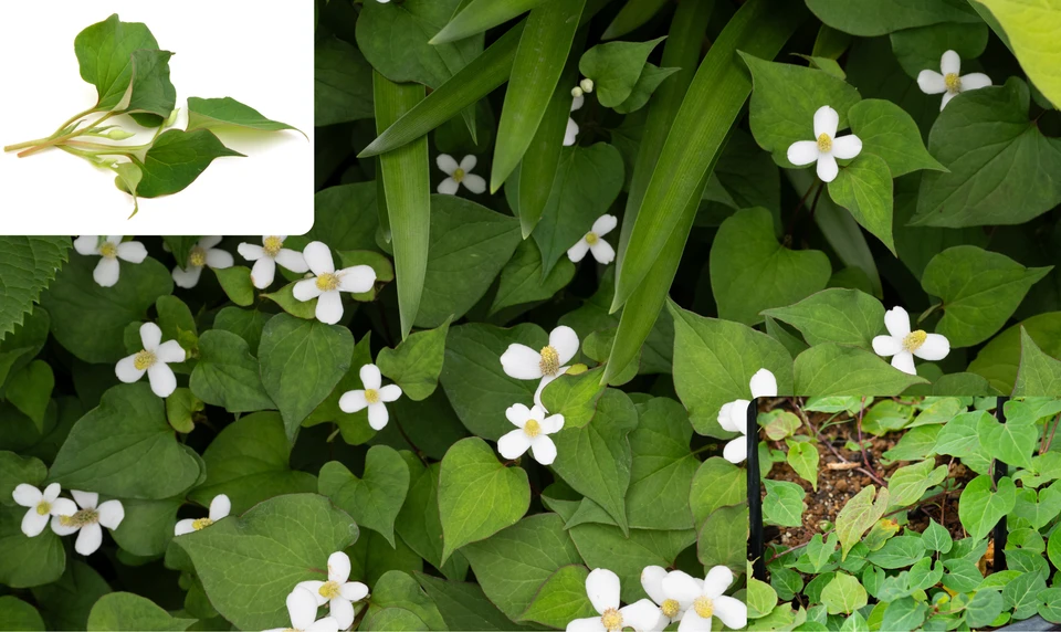 ドクダミ　ハーブ