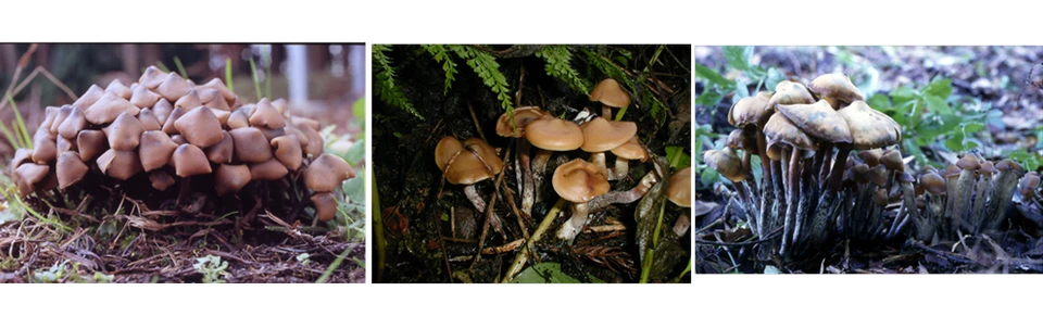 ヒカゲシビレタケ