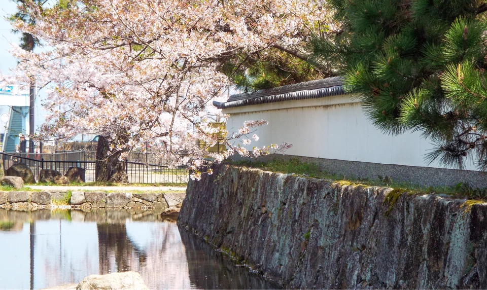 膳所城跡公園　桜　お花見