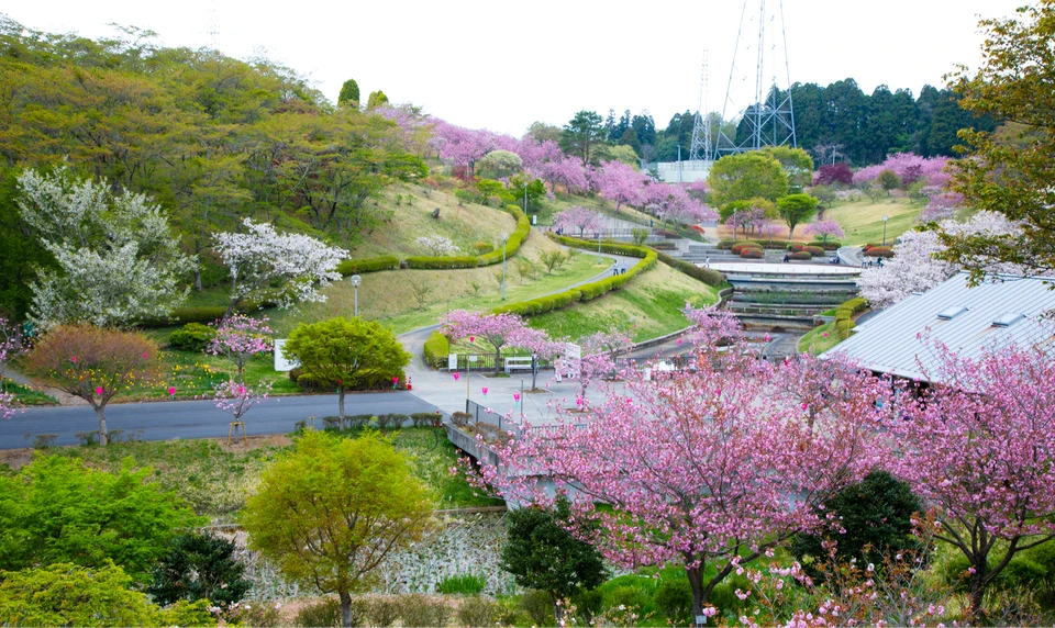 静峰ふるさと公園　桜