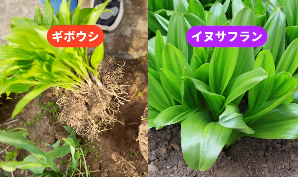 ギボウシ イヌサフラン 違い 見分け方