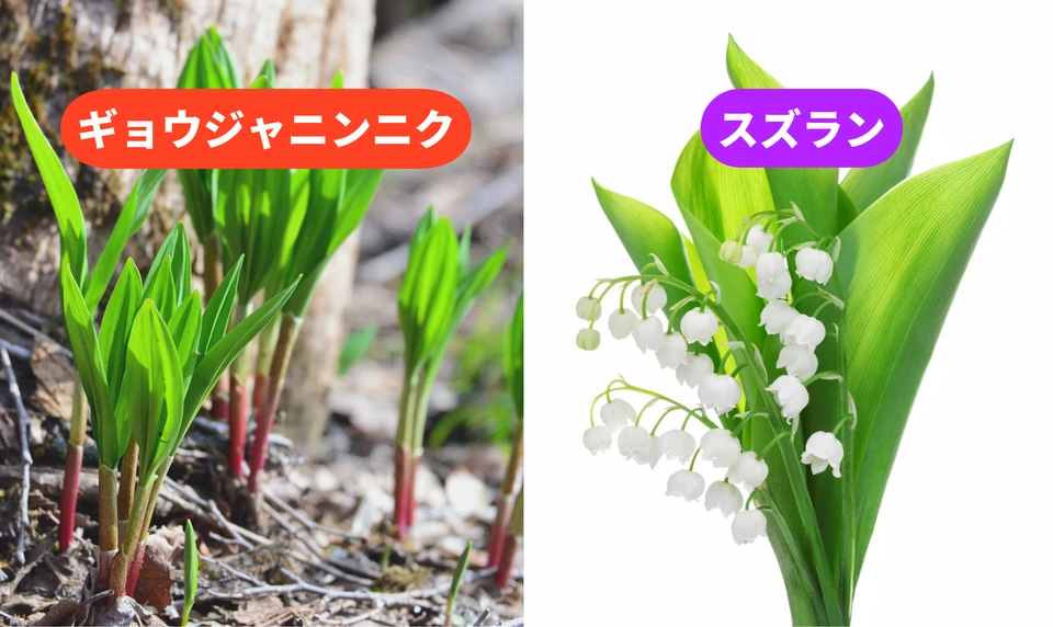 ギョウジャニンニク スズラン 違い 見分け