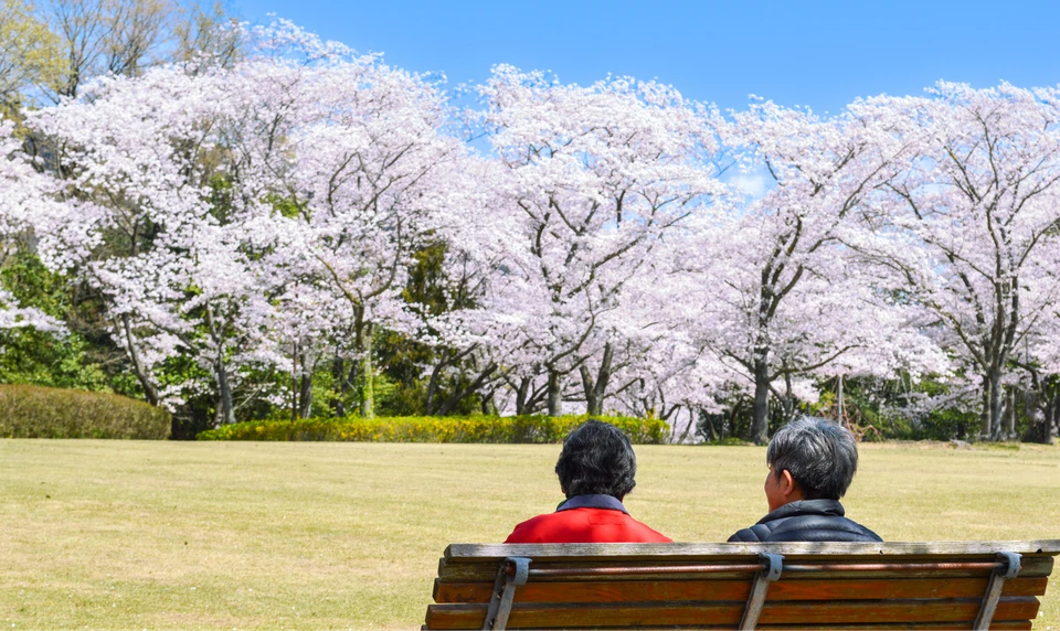 播磨中央公園　桜　お花見
