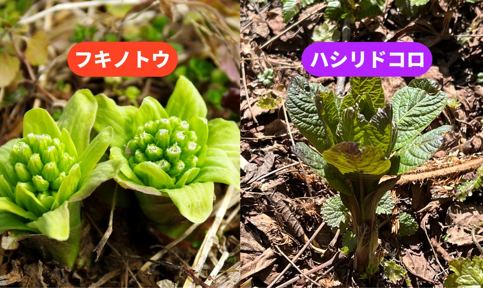 フキノトウ ハシリドコロ 見分け 違い