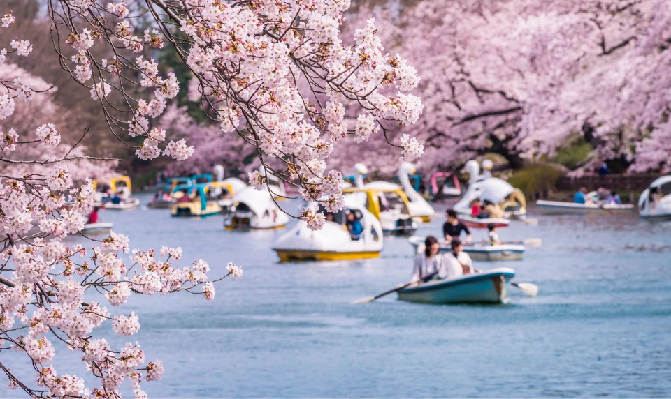 井の頭恩賜公園　桜