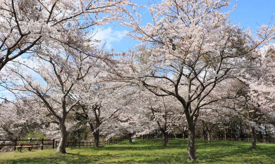 泉自然公園　桜