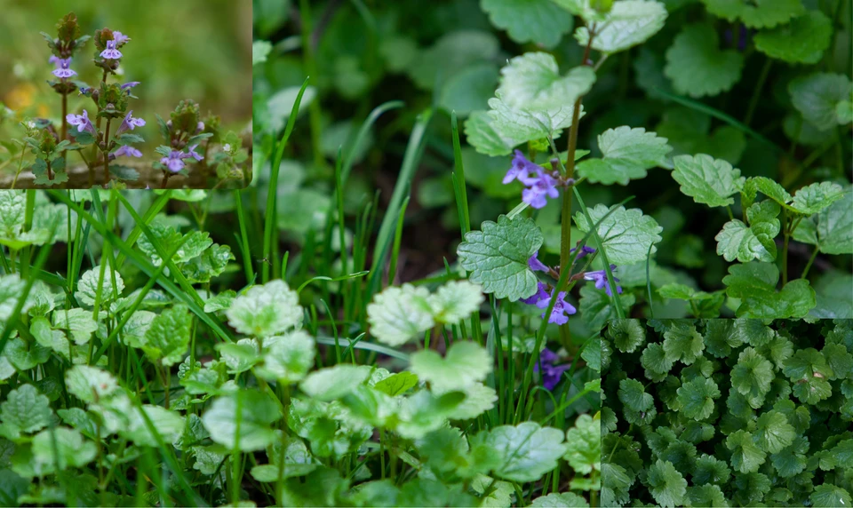 カキドオシ　ハーブ
