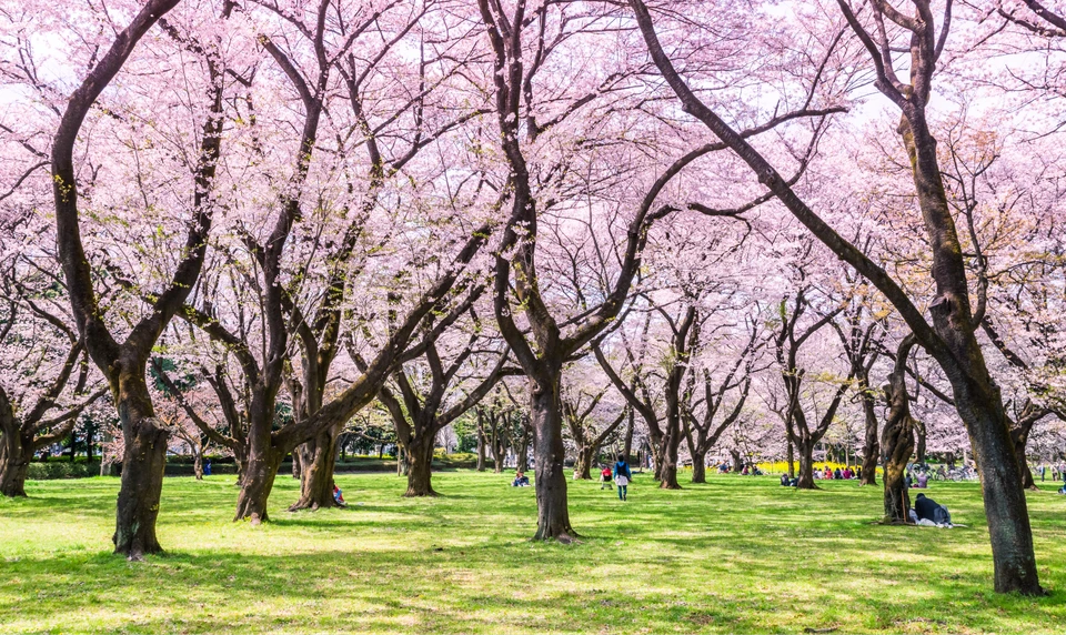 小金井公園　桜