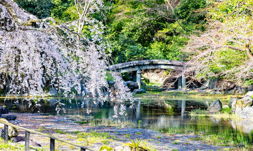 京都御苑 桜　お花見