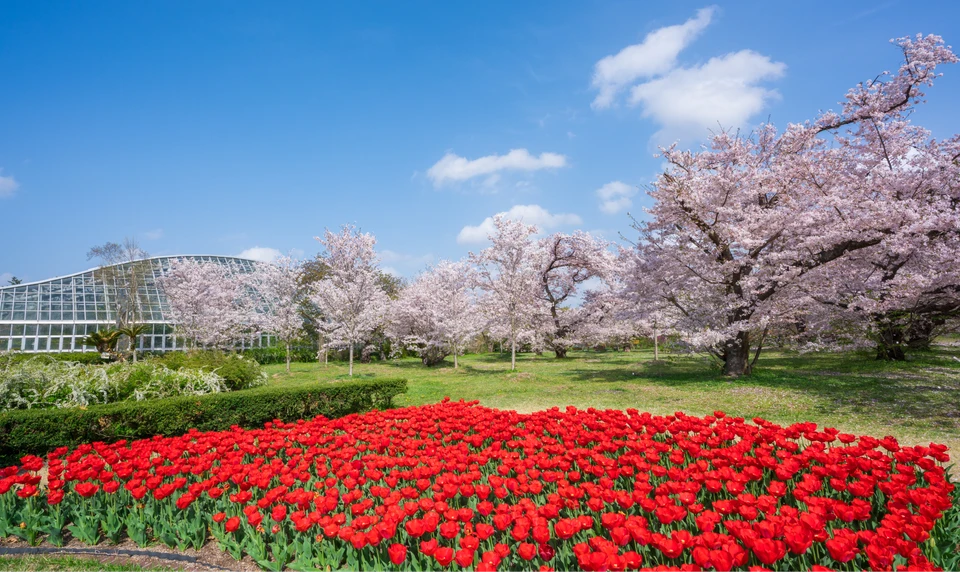 京都府立植物園　桜　お花見