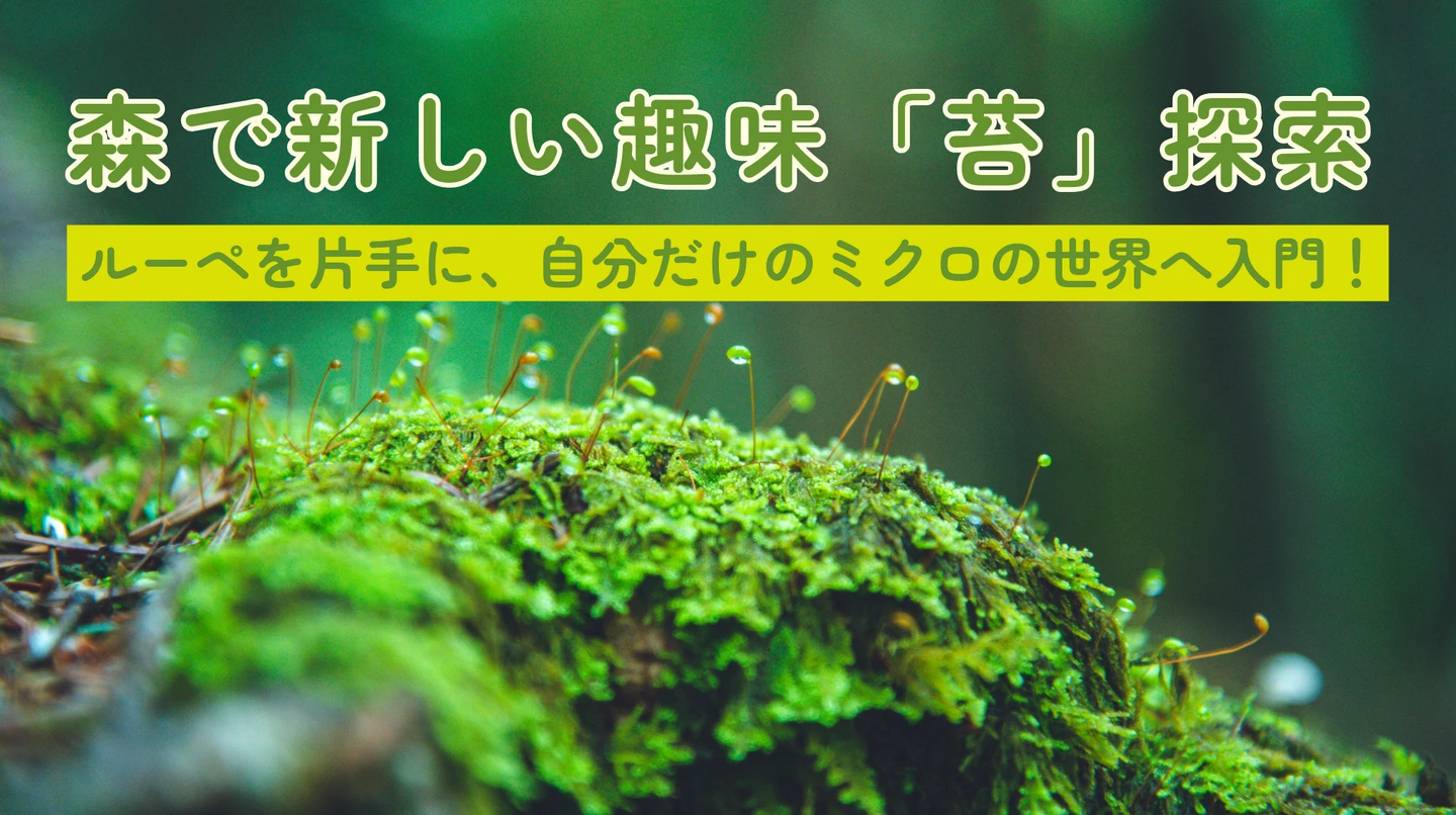 苔（コケ）入門】ルーペ片手に「ミクロの森」へ。雨上がりの森が100倍