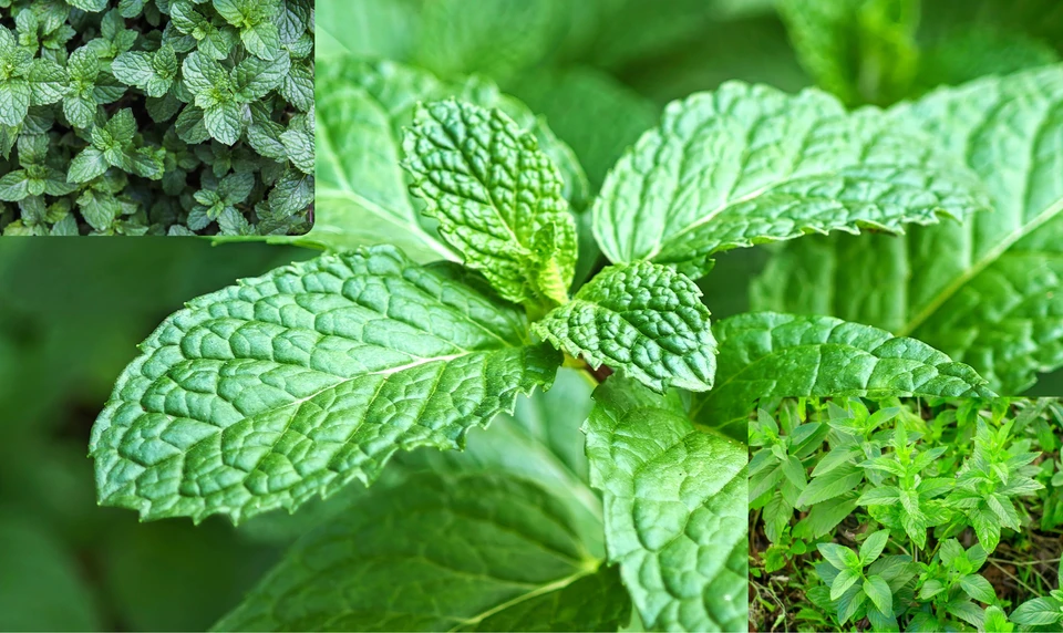 ミント　ハッカ　ハーブ