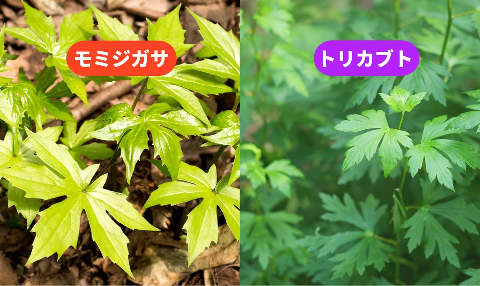 モミジガサ トリカブト 見分け 区別 違い