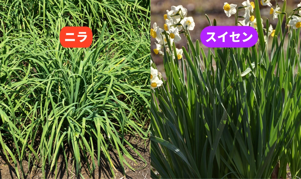 ニラ スイセン 違い
