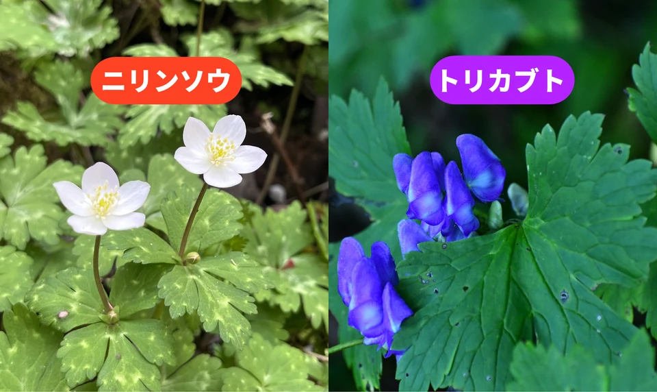ニリンソウ トリカブト 区別 違い