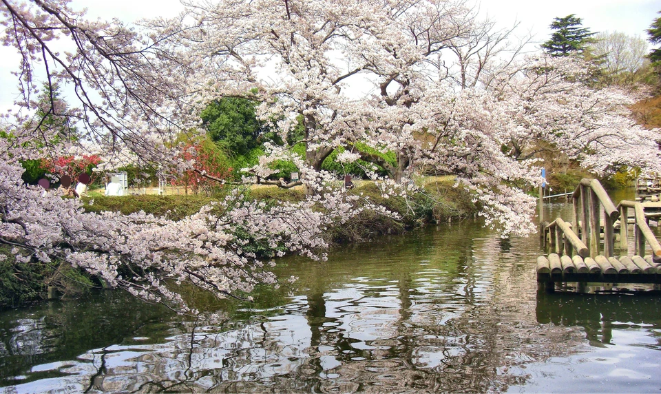 野田　清水公園　桜