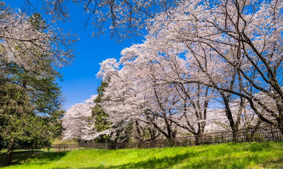 野川公園　桜