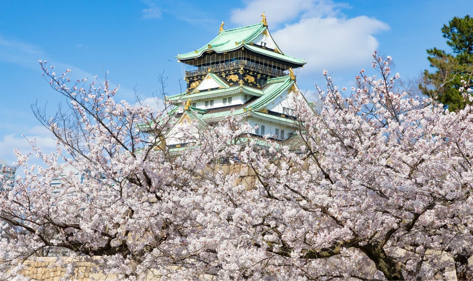 大阪城　桜　お花見