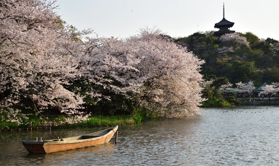 三溪園　桜