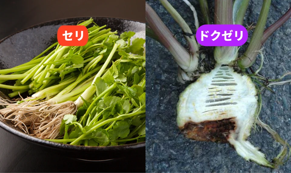 セリ ドクゼリ 違い 見分け方