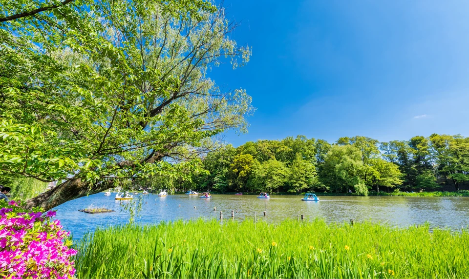 石神井公園