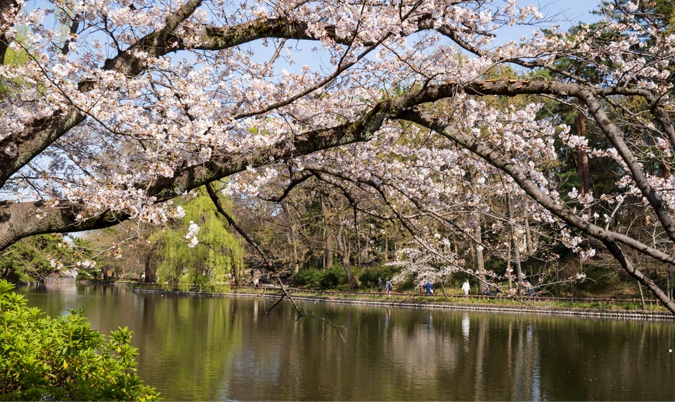 石神井公園　桜
