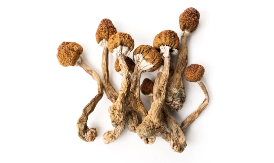 ダメ絶対!毒キノコ