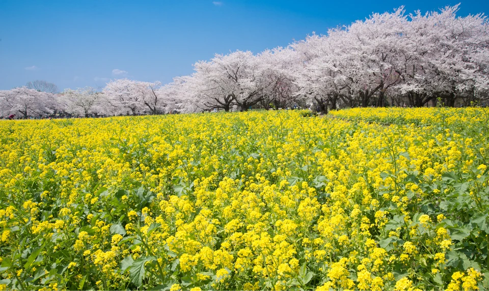 国営昭和記念公園　桜