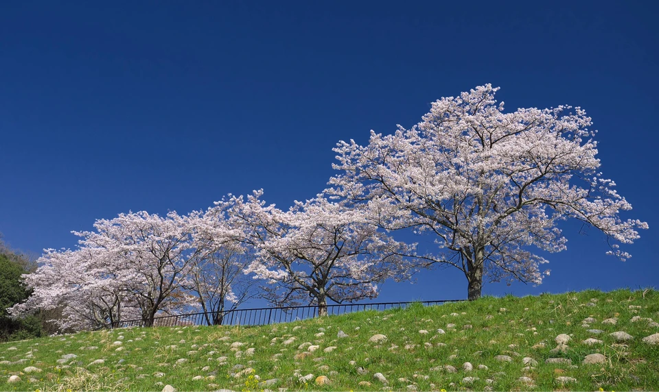 宝が池公園　桜