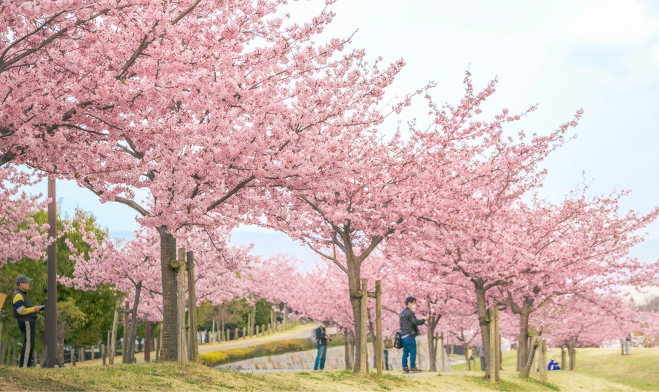 馬見丘陵公園　桜　お花見