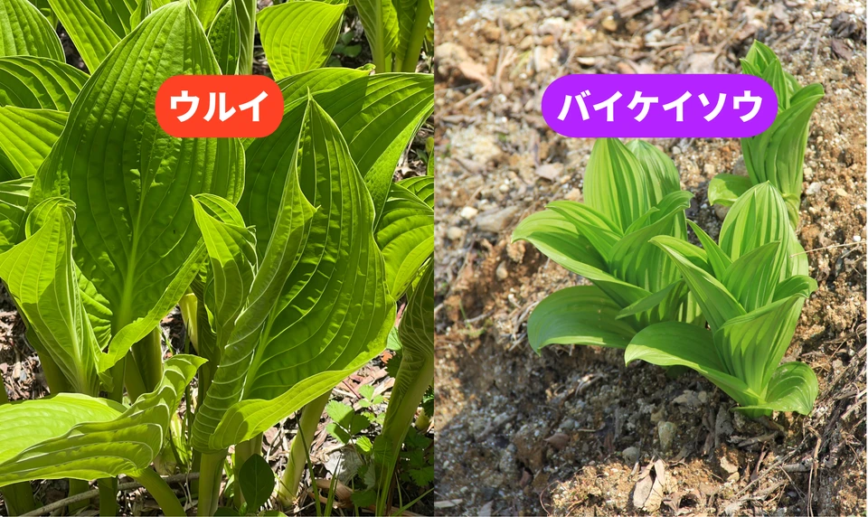 ウルイ バイケイソウ 区別 違い