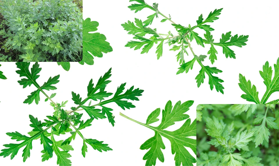 ヨモギ　ハーブ