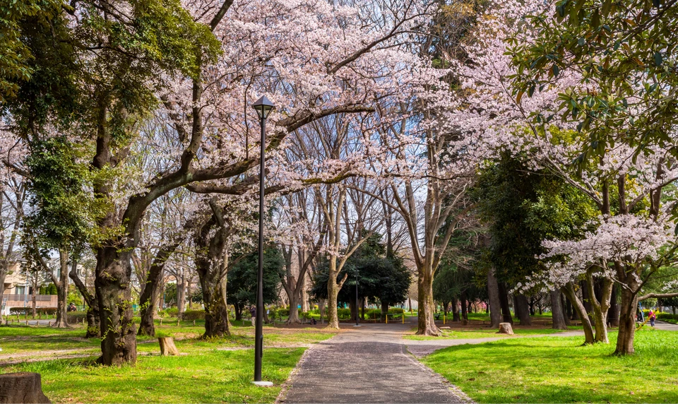 善福寺川緑地　桜